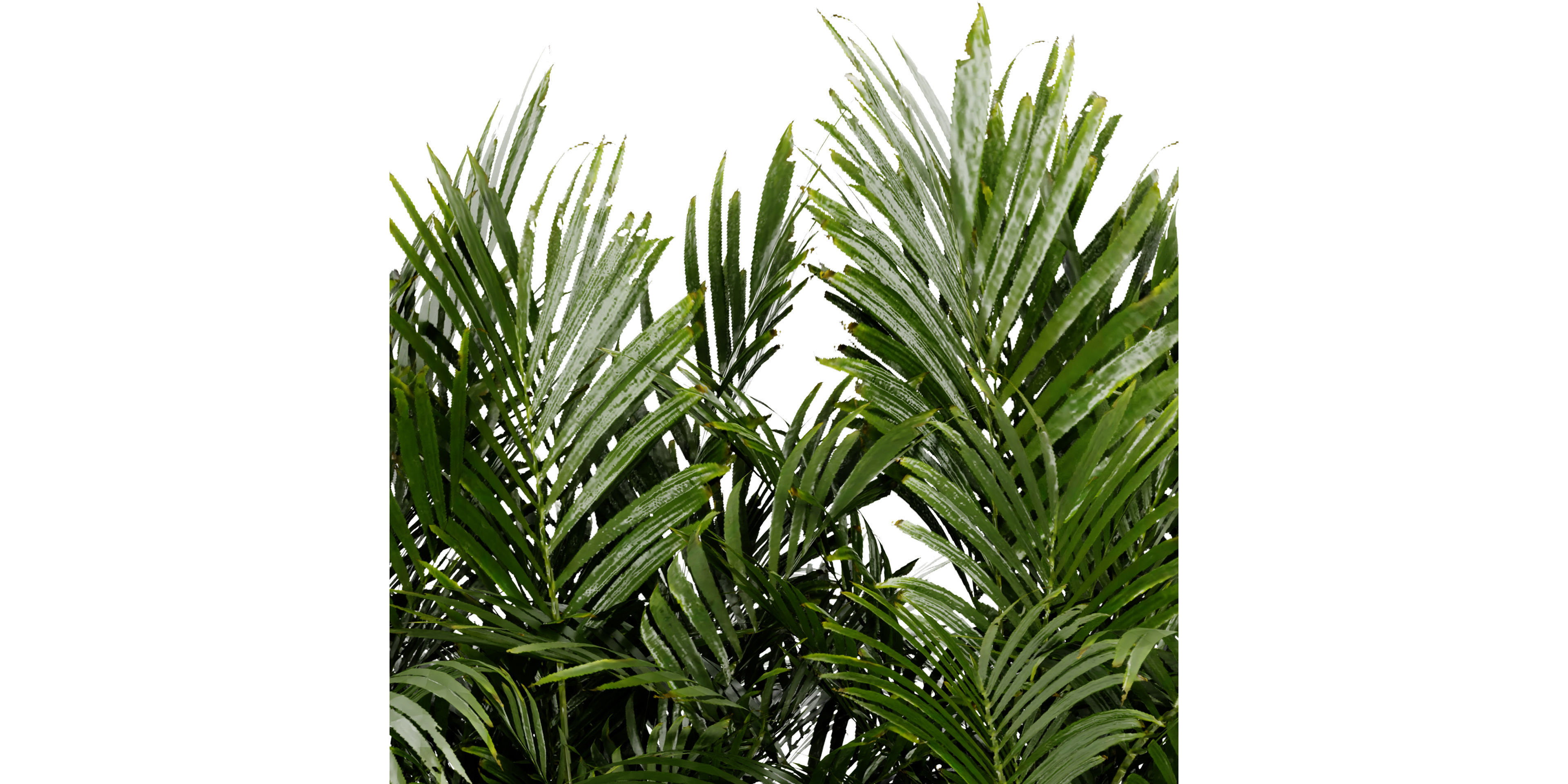 Collection plant vol 466 - blender model  3D model_3