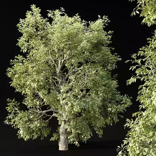 Tree for landscape vol 229 3D model