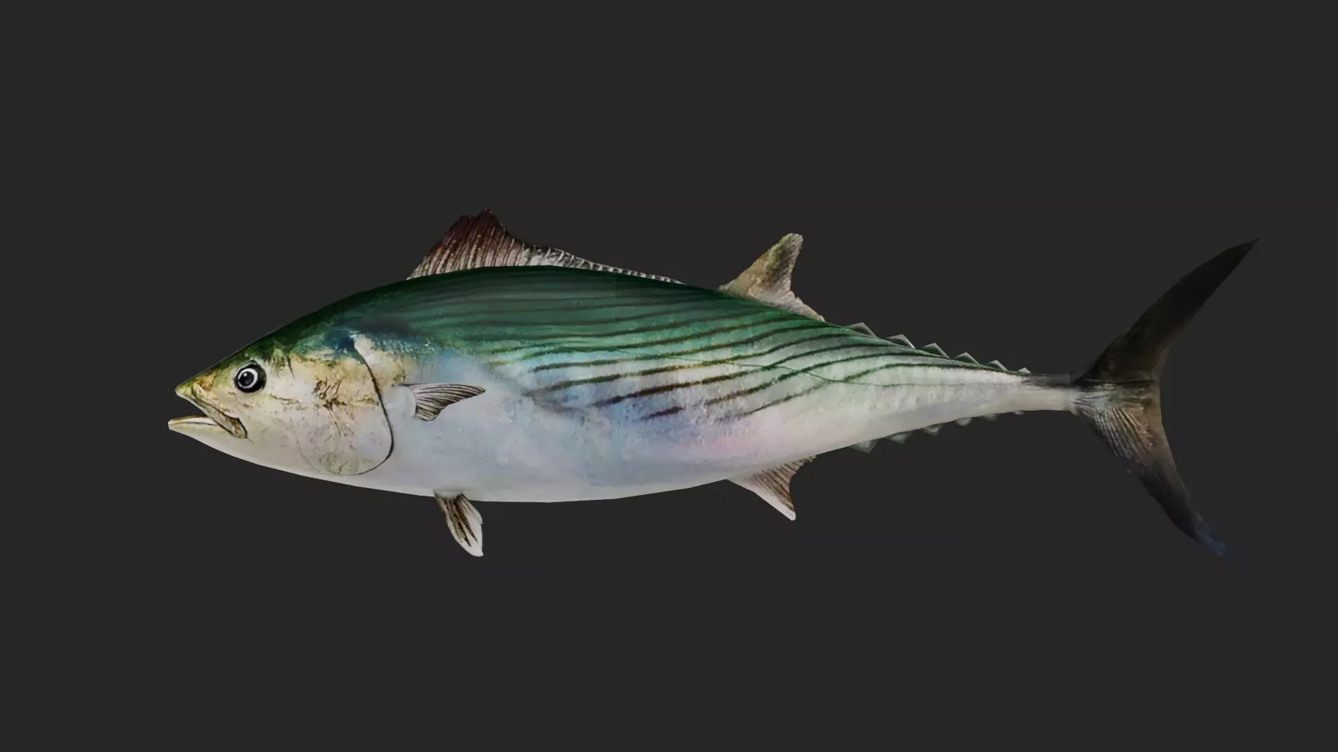 Bonito Low-poly 3D model