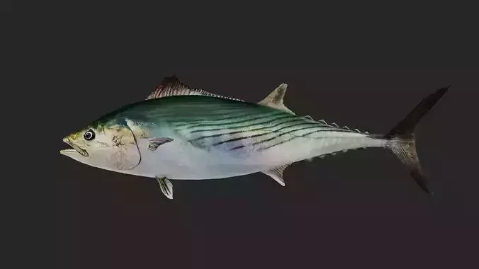 Bonito