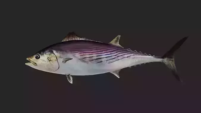 Bonito Low-poly 3D model