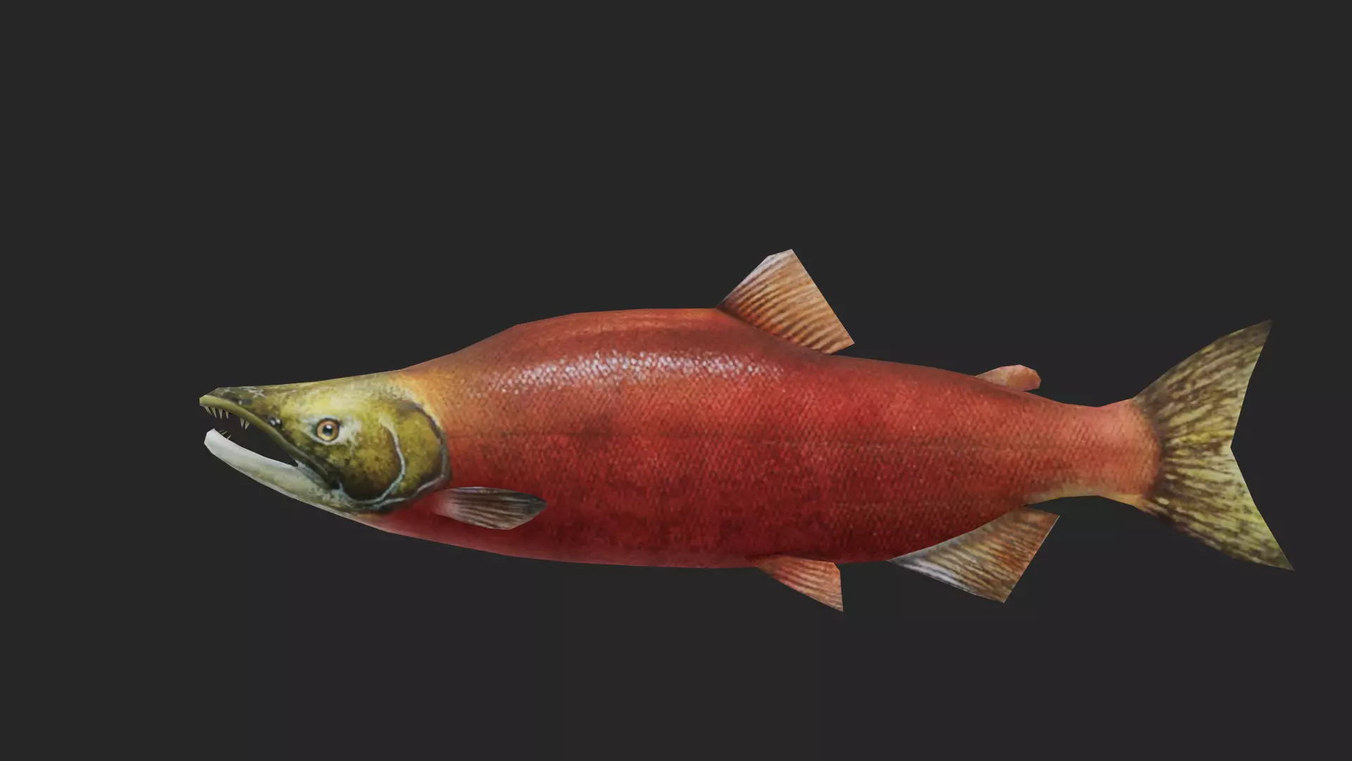 trout Low-poly 3D model_0