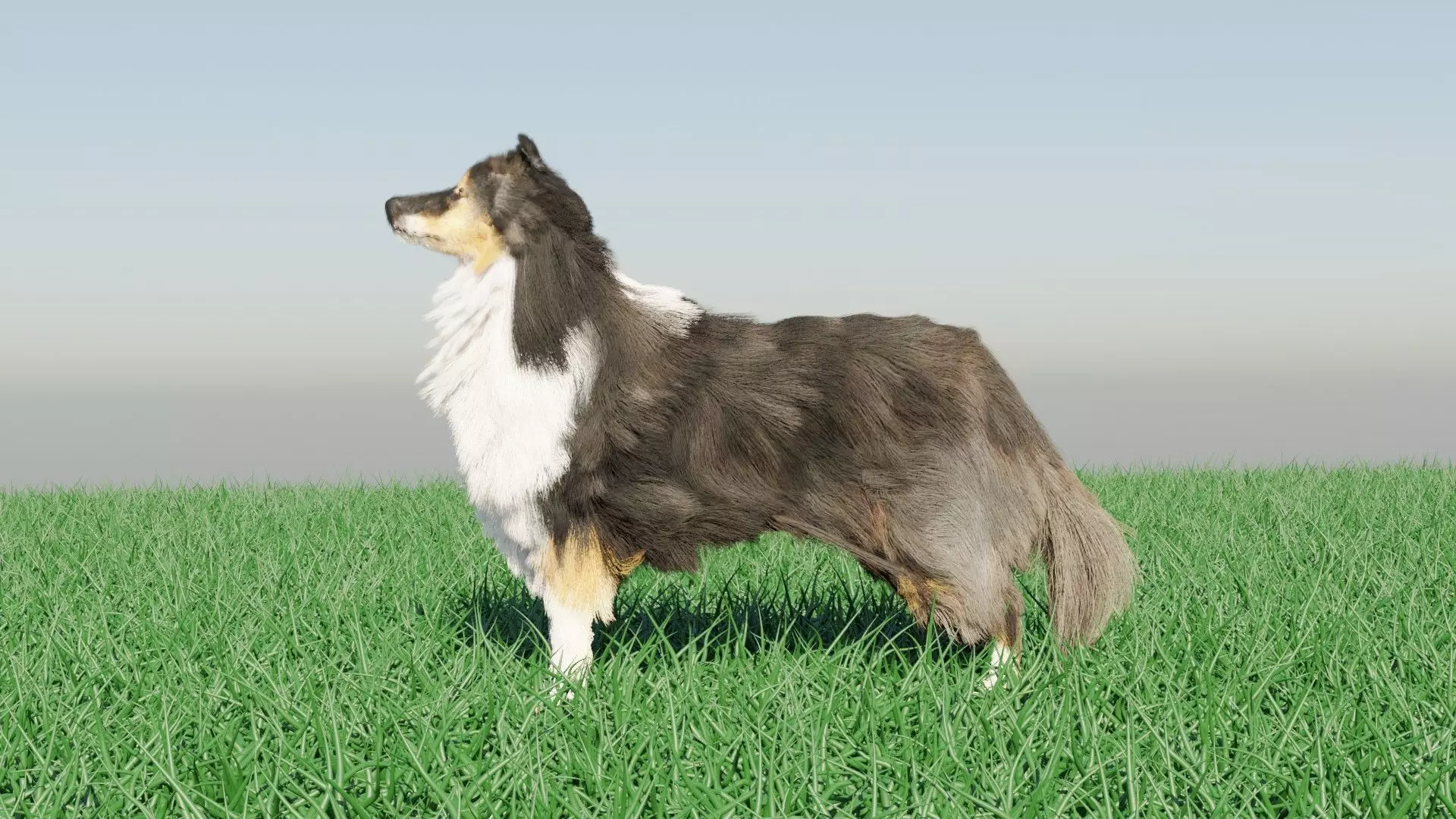 Dog furry Low-poly 3D model_0