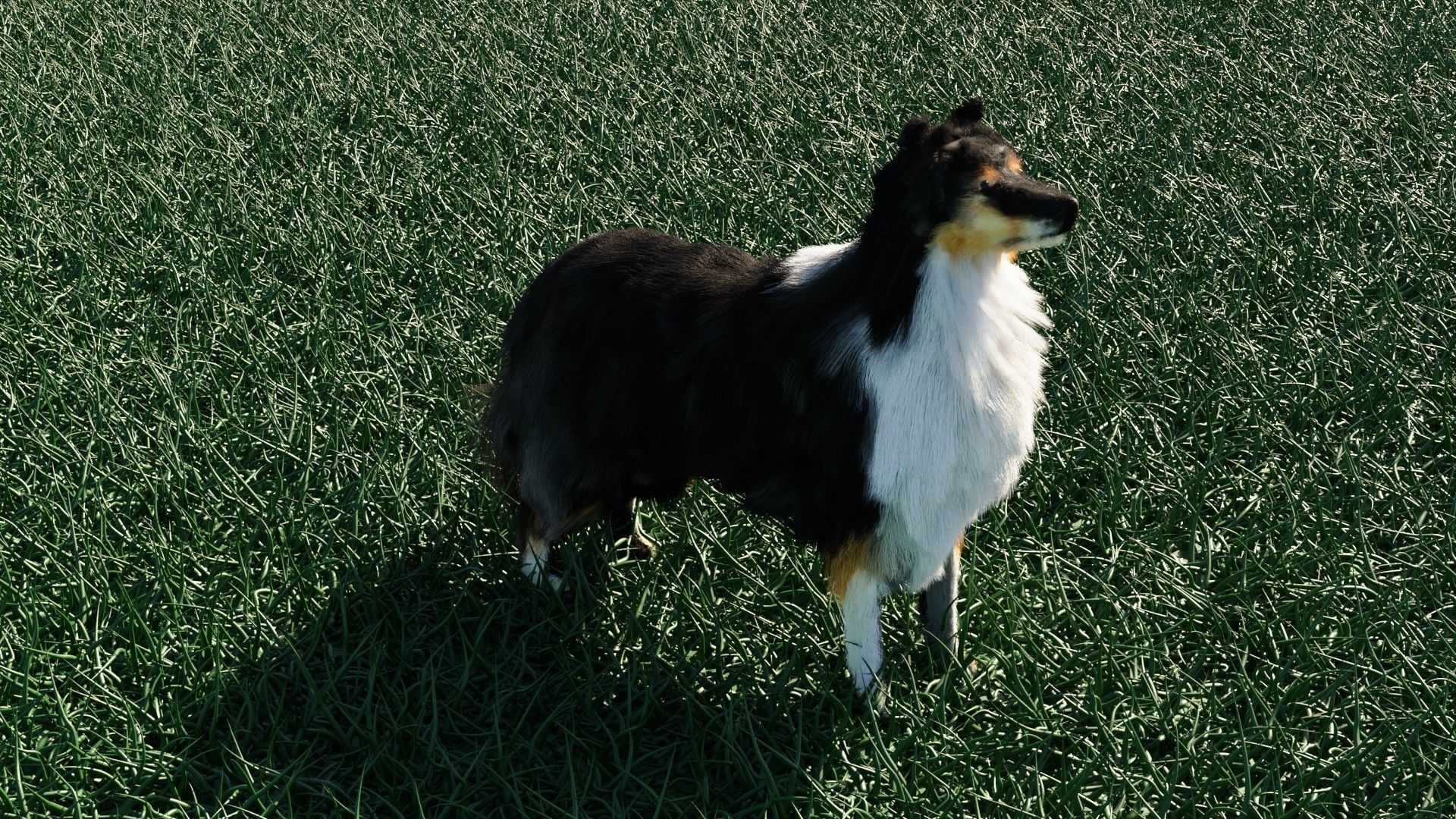 Dog furry Low-poly 3D model_7