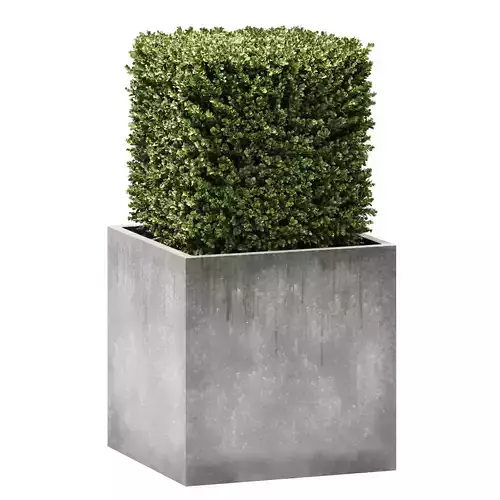 Plant in Pots Set 16