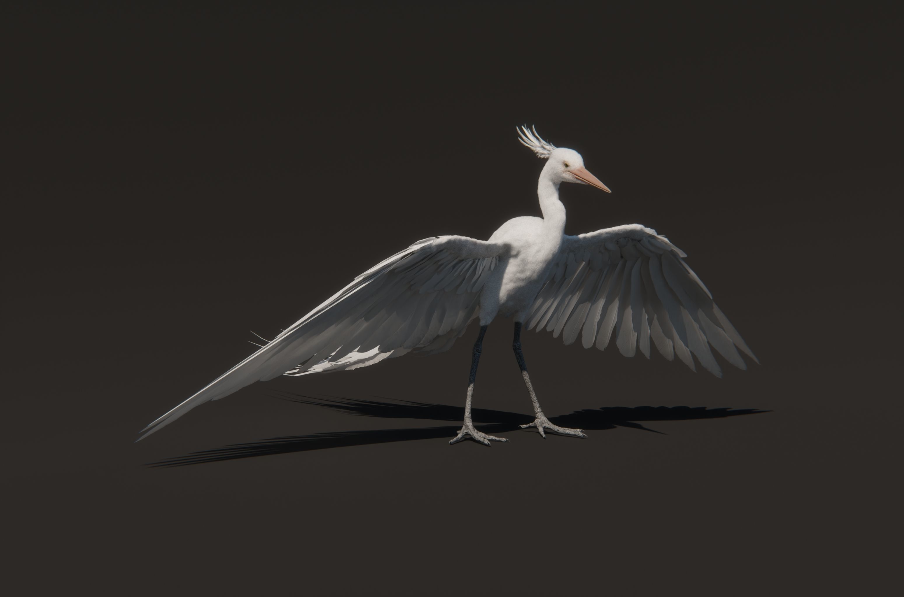 Chim Lac Bird - Rigged - Animated 3D model_1