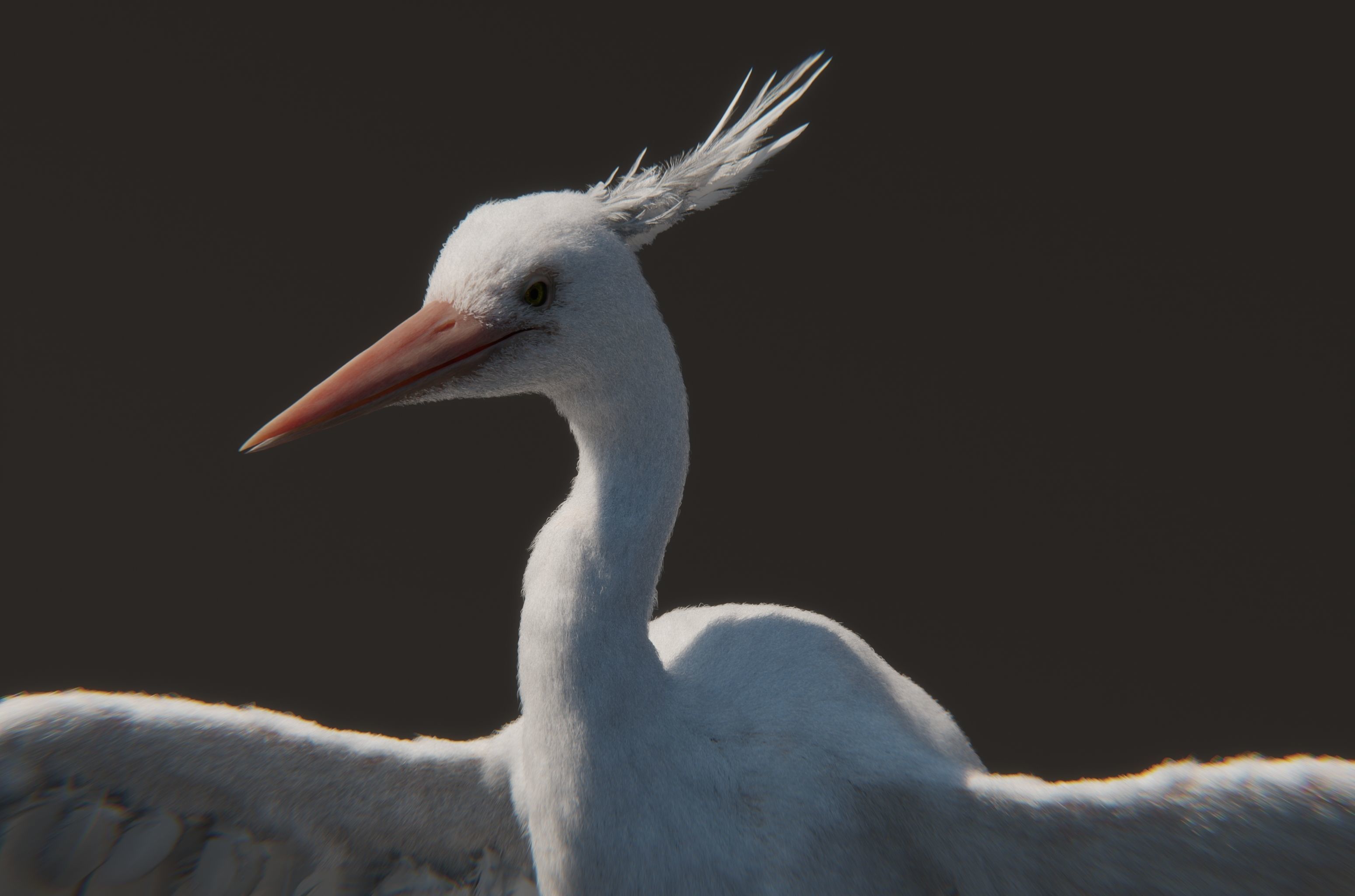 Chim Lac Bird - Rigged - Animated 3D model_4