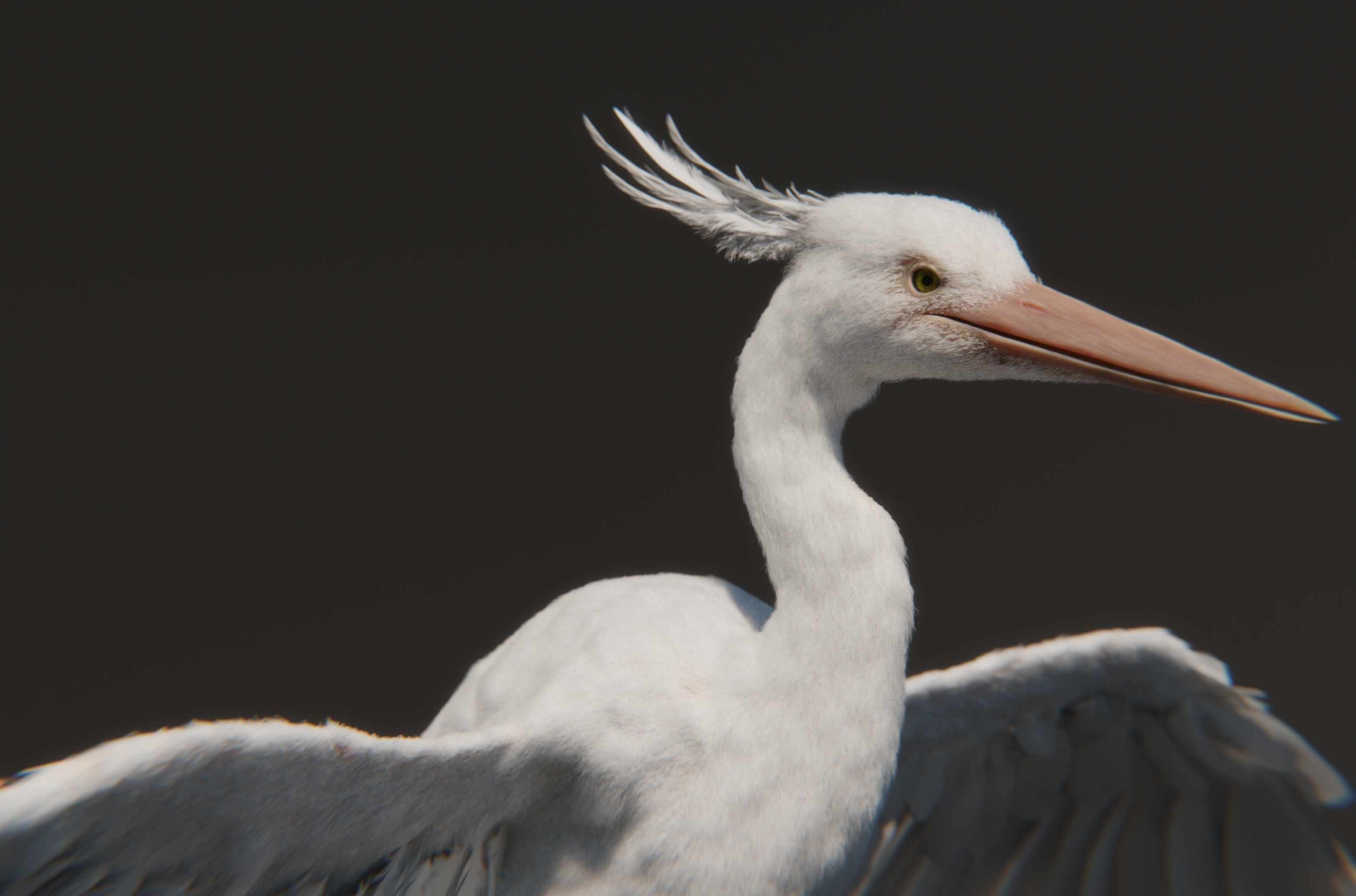 Chim Lac Bird - Rigged - Animated 3D model_9