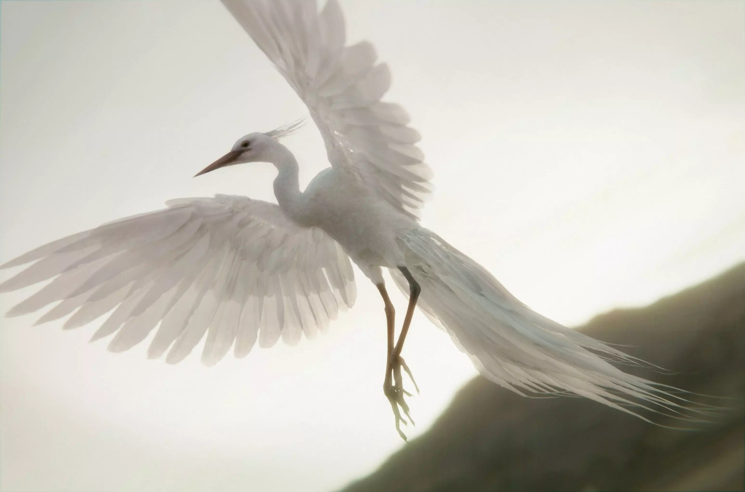 Chim Lac Bird - Rigged - Animated 3D model_0