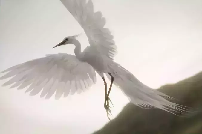 Chim Lac Bird - Rigged - Animated