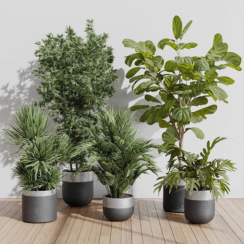 indoor plant set 403 palm bamboo ficus lyrata concrete vases  Low-poly 3D model
