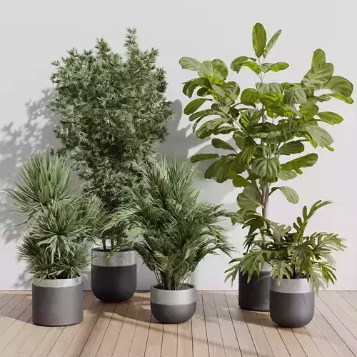 indoor plant set 403 palm bamboo ficus lyrata concrete vases 