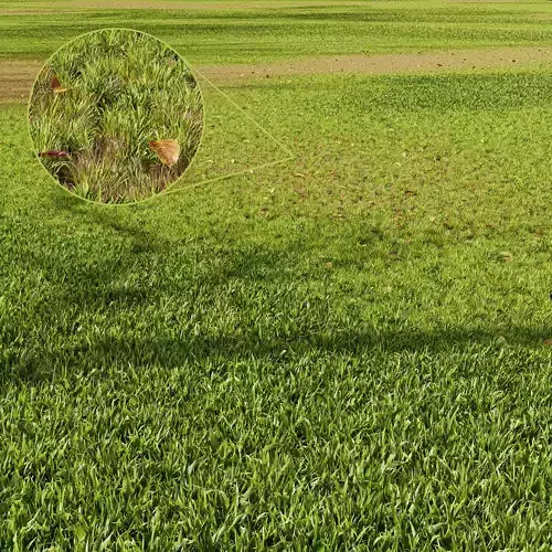 HQ Grass Meadow Green Land 3D model
