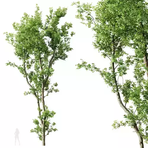 Plants Celtis Australis03