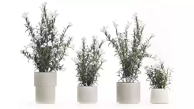 Beautiful bushes with white Nerium oleander flowers in pots