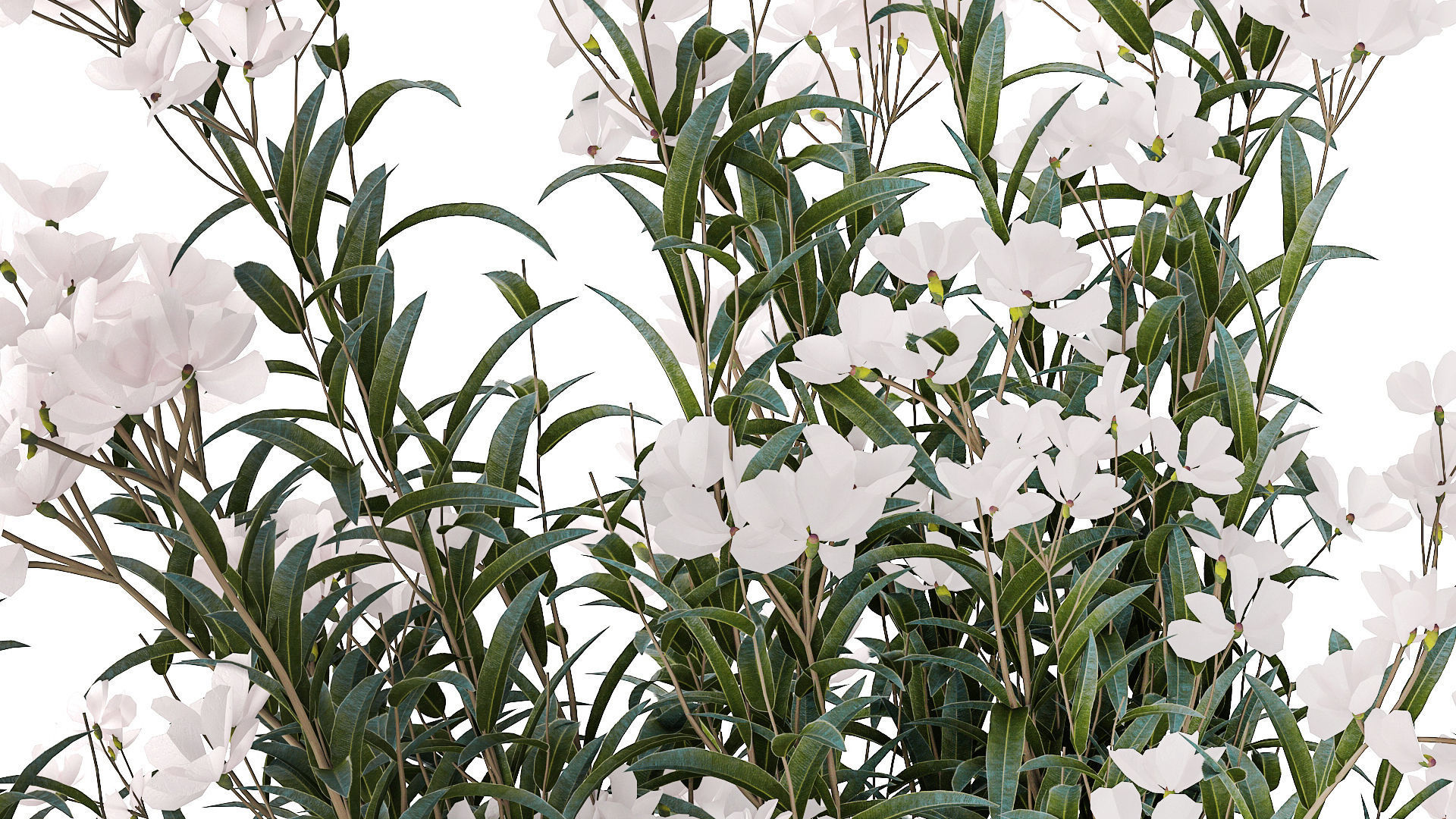 Beautiful bushes with white Nerium oleander flowers in pots 3D model_6