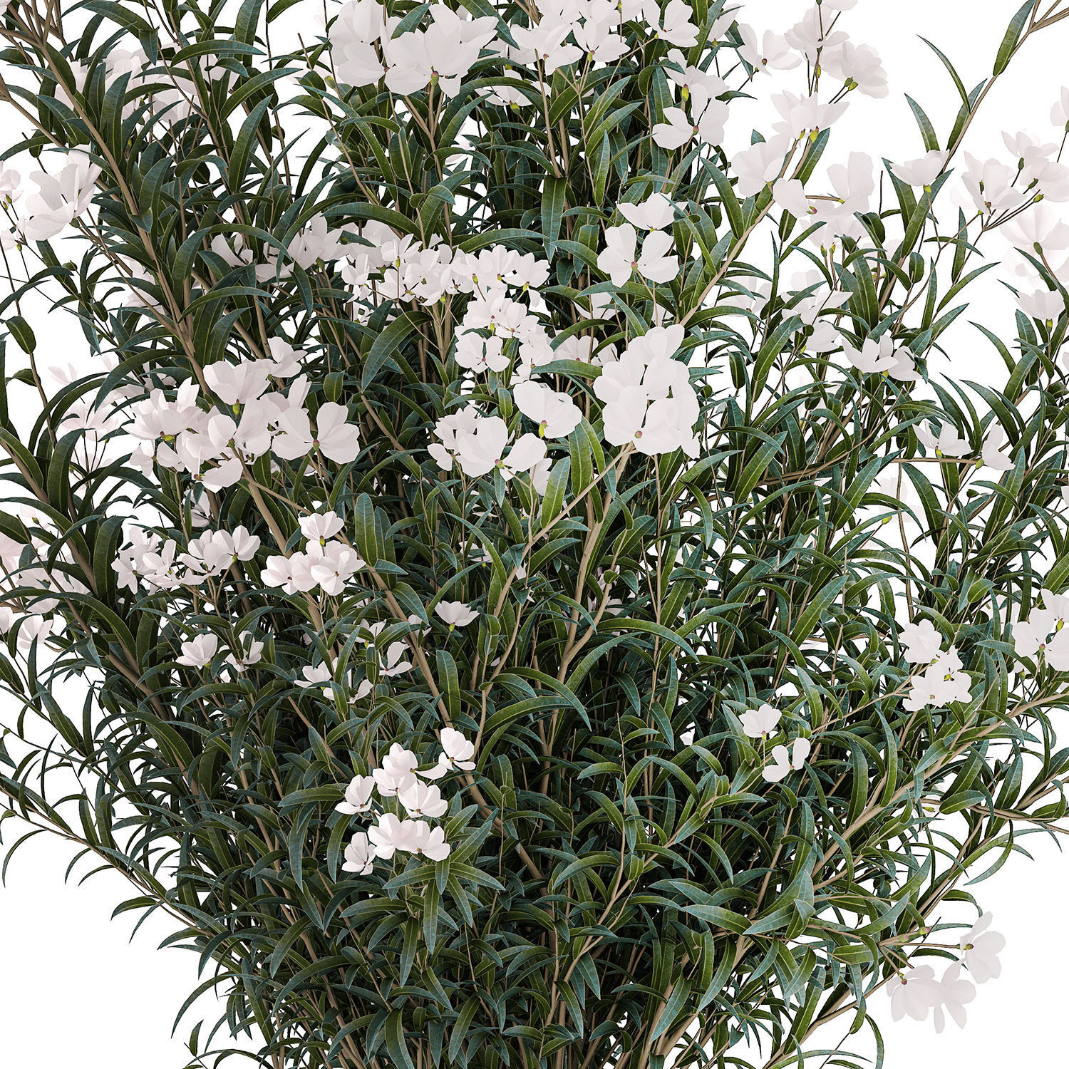 Beautiful bushes with white Nerium oleander flowers in pots 3D model_10