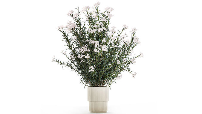 Beautiful bushes with white Nerium oleander flowers in pots 3D model