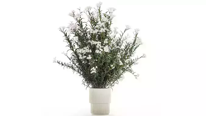 Beautiful bushes with white Nerium oleander flowers in pots 3D model