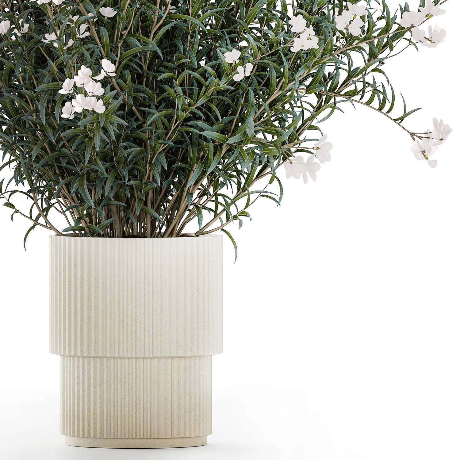 Beautiful bushes with white Nerium oleander flowers in pots 3D model_12