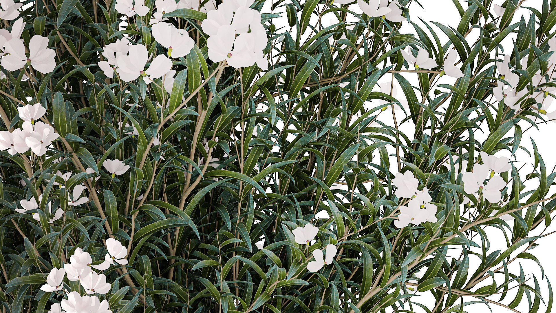 Beautiful bushes with white Nerium oleander flowers in pots 3D model_5