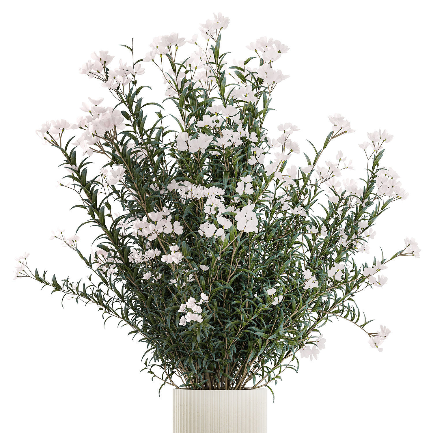 Beautiful bushes with white Nerium oleander flowers in pots 3D model_9
