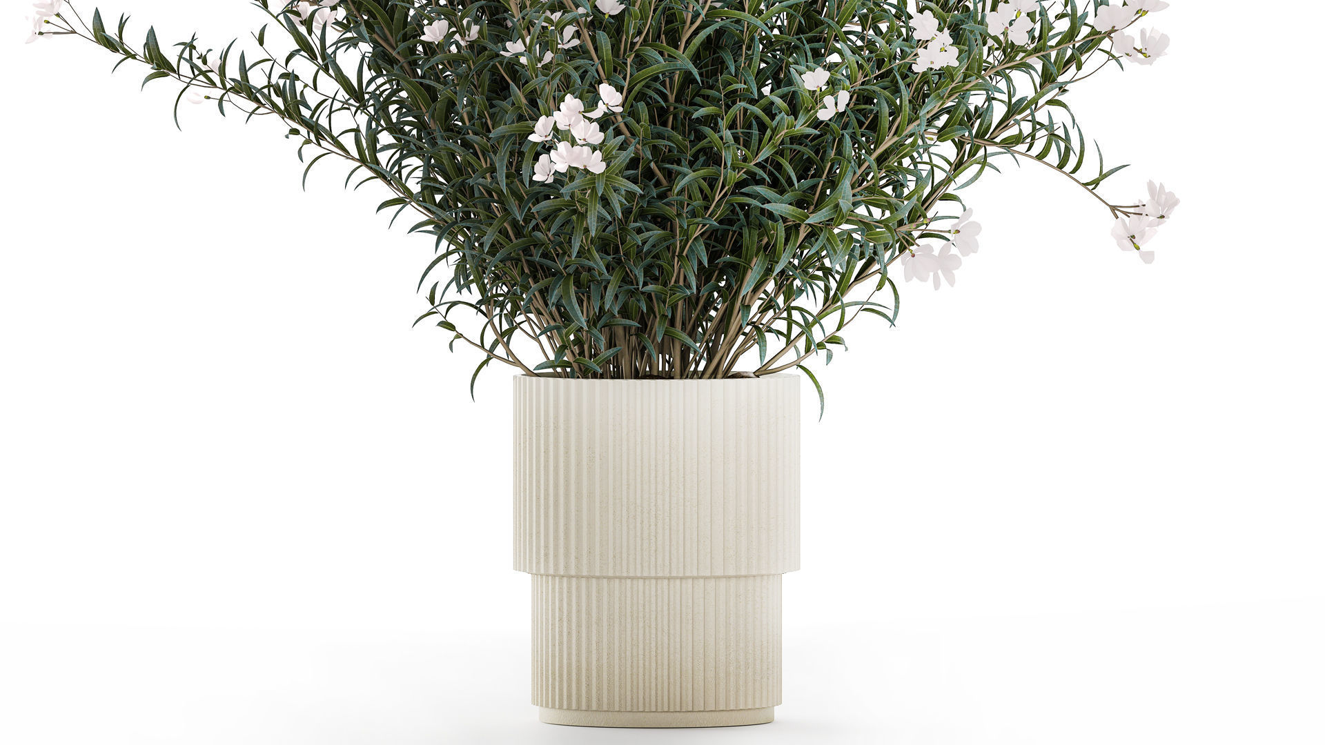 Beautiful bushes with white Nerium oleander flowers in pots 3D model_3