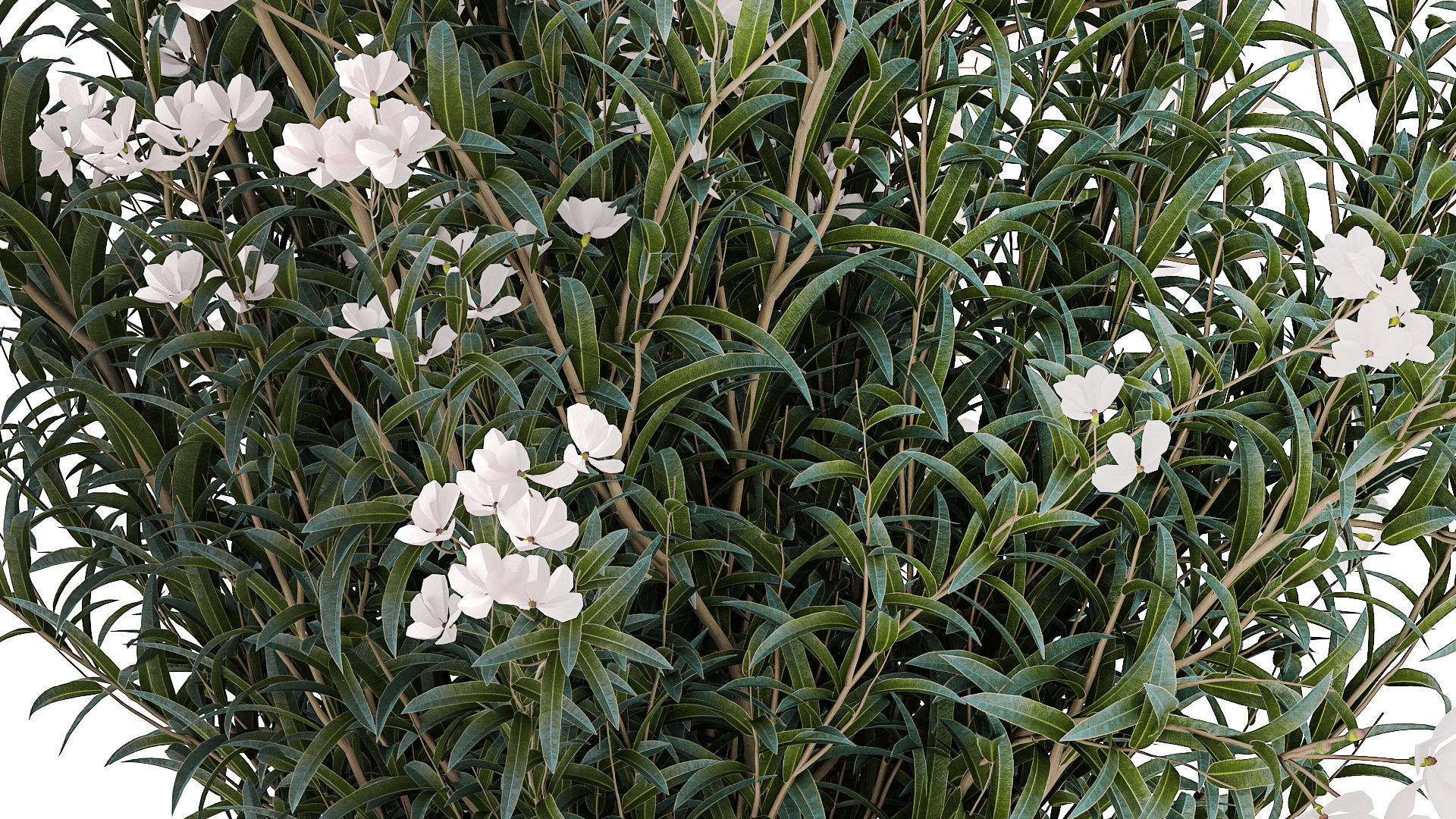 Beautiful bushes with white Nerium oleander flowers in pots 3D model_4