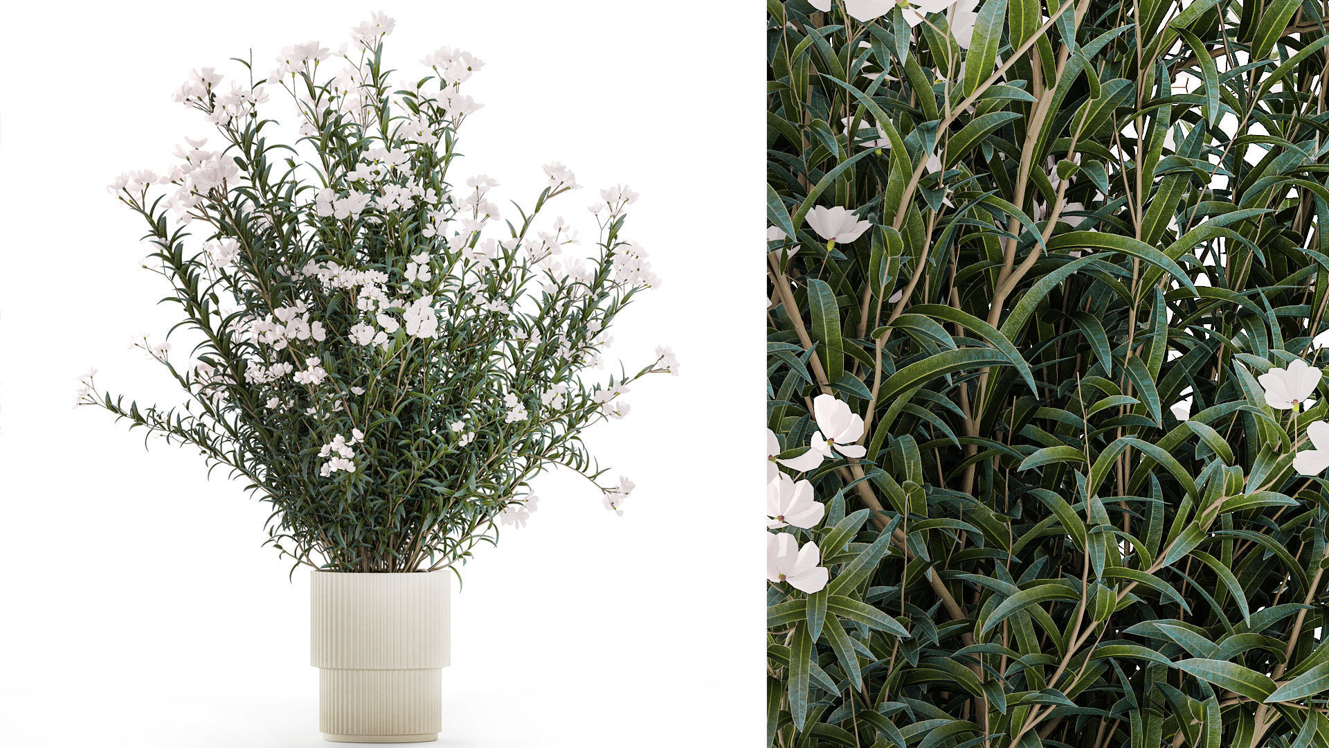 Beautiful bushes with white Nerium oleander flowers in pots 3D model_1