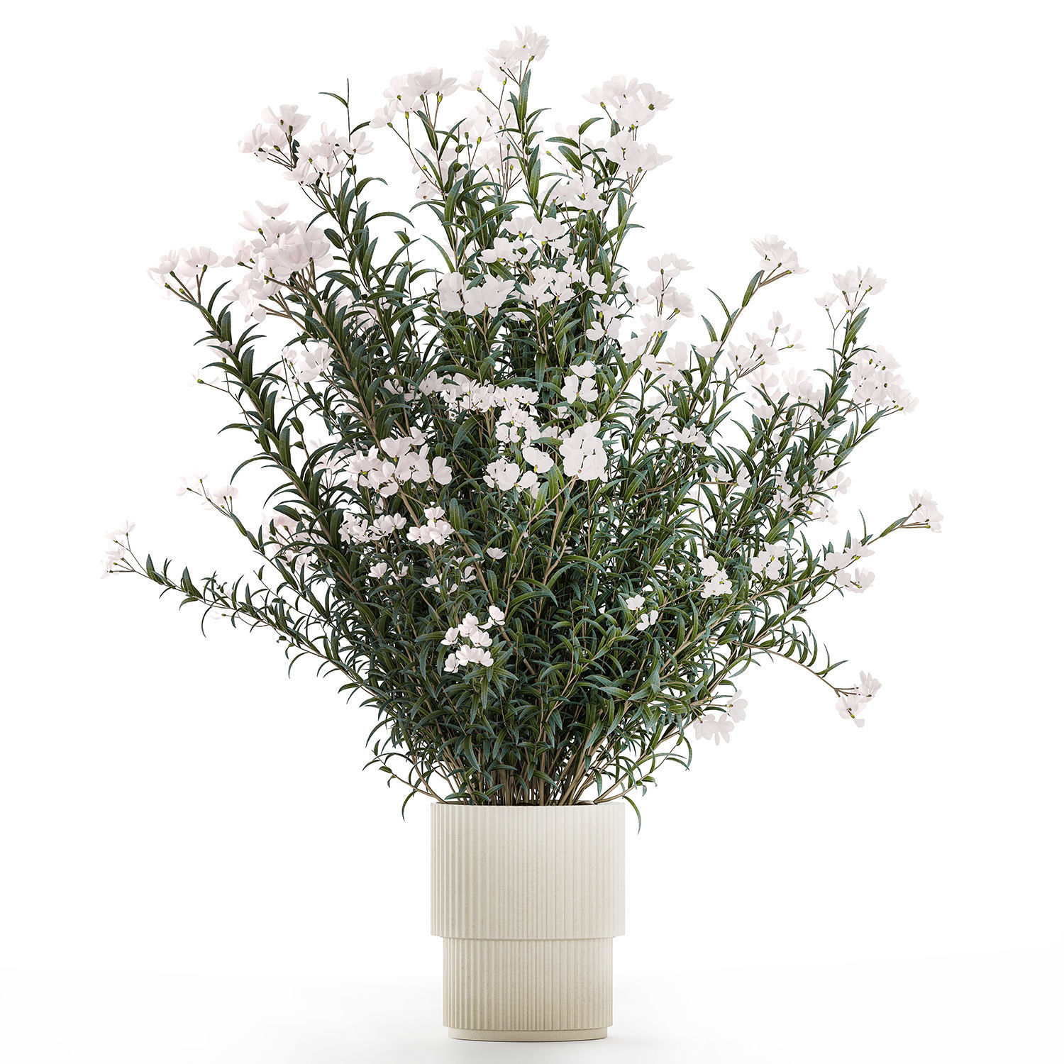 Beautiful bushes with white Nerium oleander flowers in pots 3D model_8