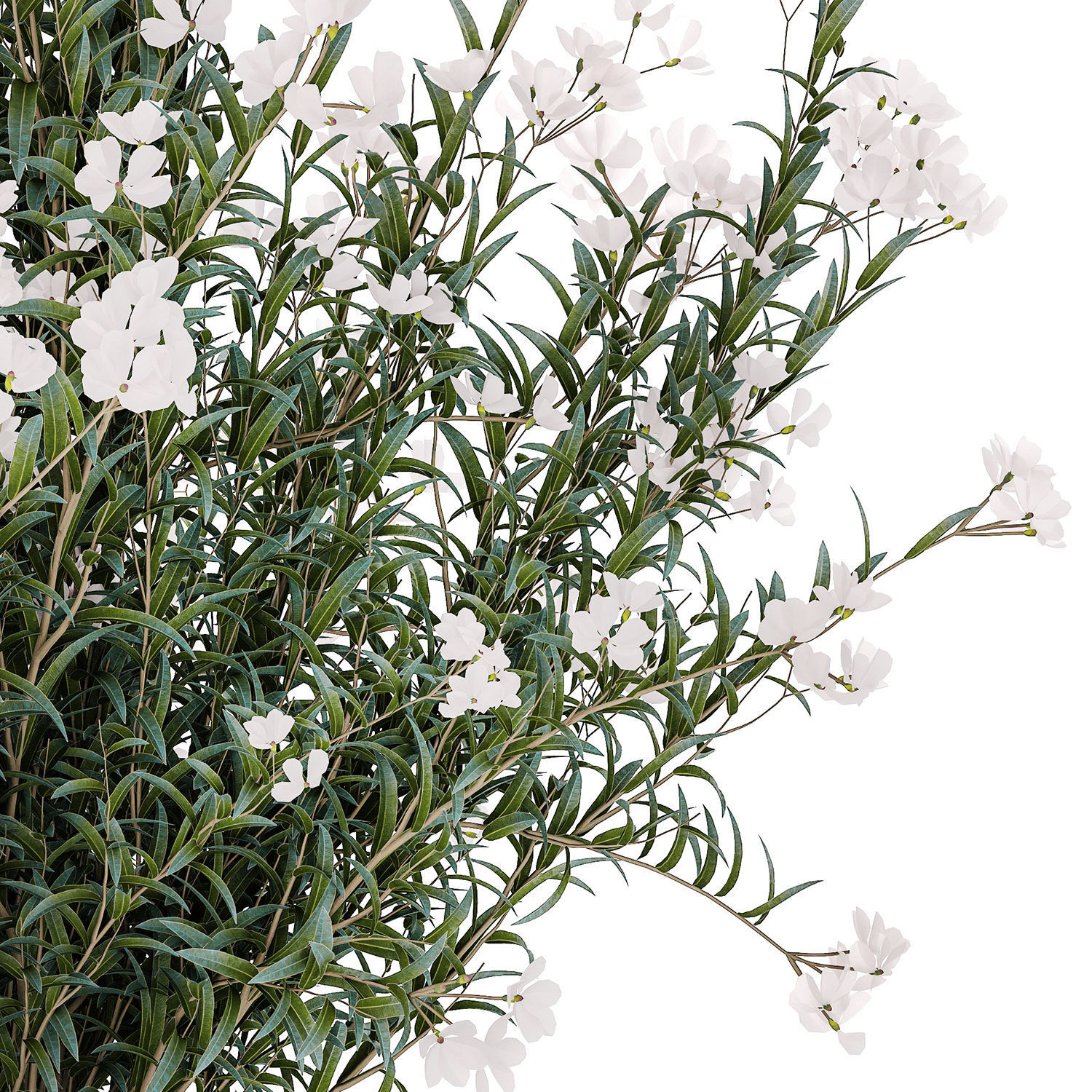 Beautiful bushes with white Nerium oleander flowers in pots 3D model_13