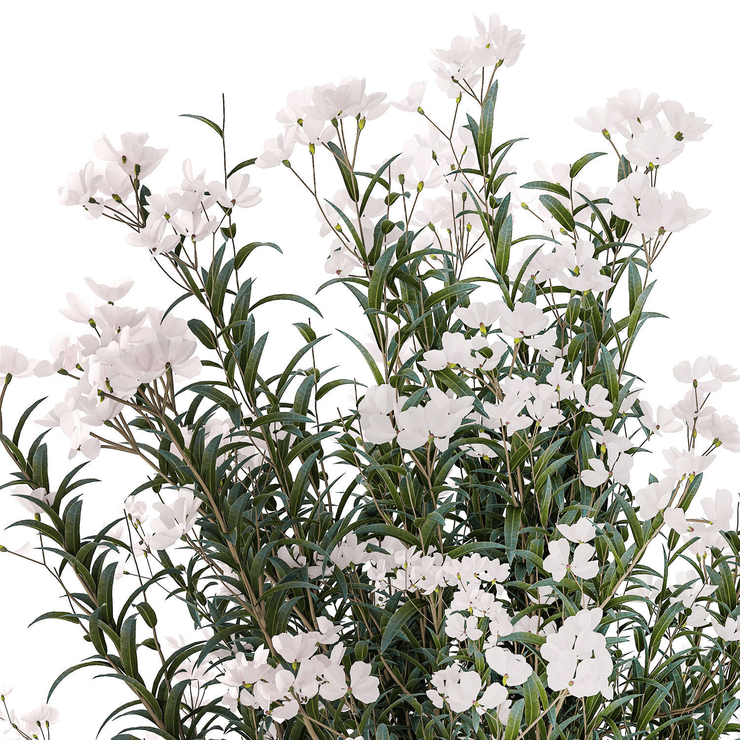 Beautiful bushes with white Nerium oleander flowers in pots 3D model_11
