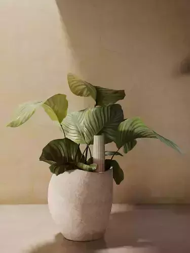 Calathea Orbifolia in Pot 2 3D model