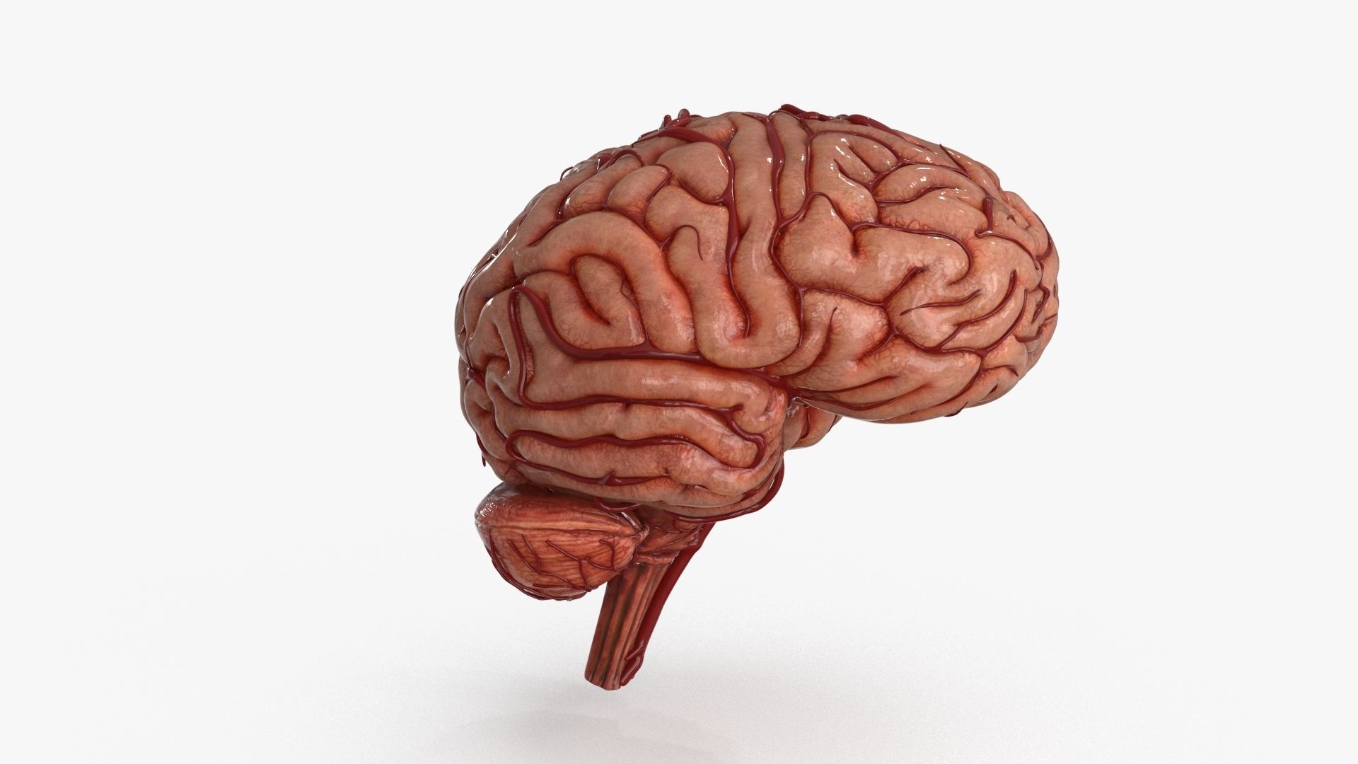 Brain Low-poly 3D model_6