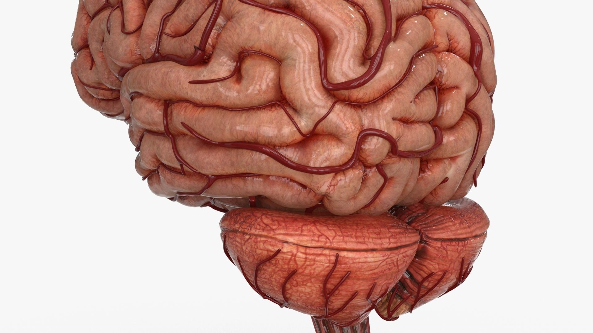 Brain Low-poly 3D model_13
