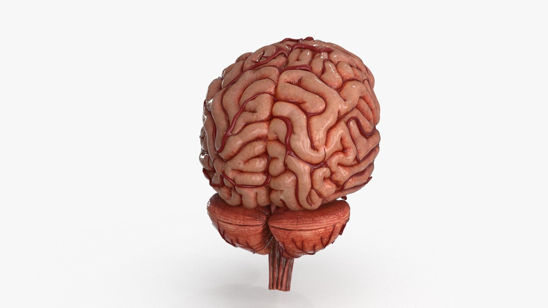 Brain Low-poly 3D model_9
