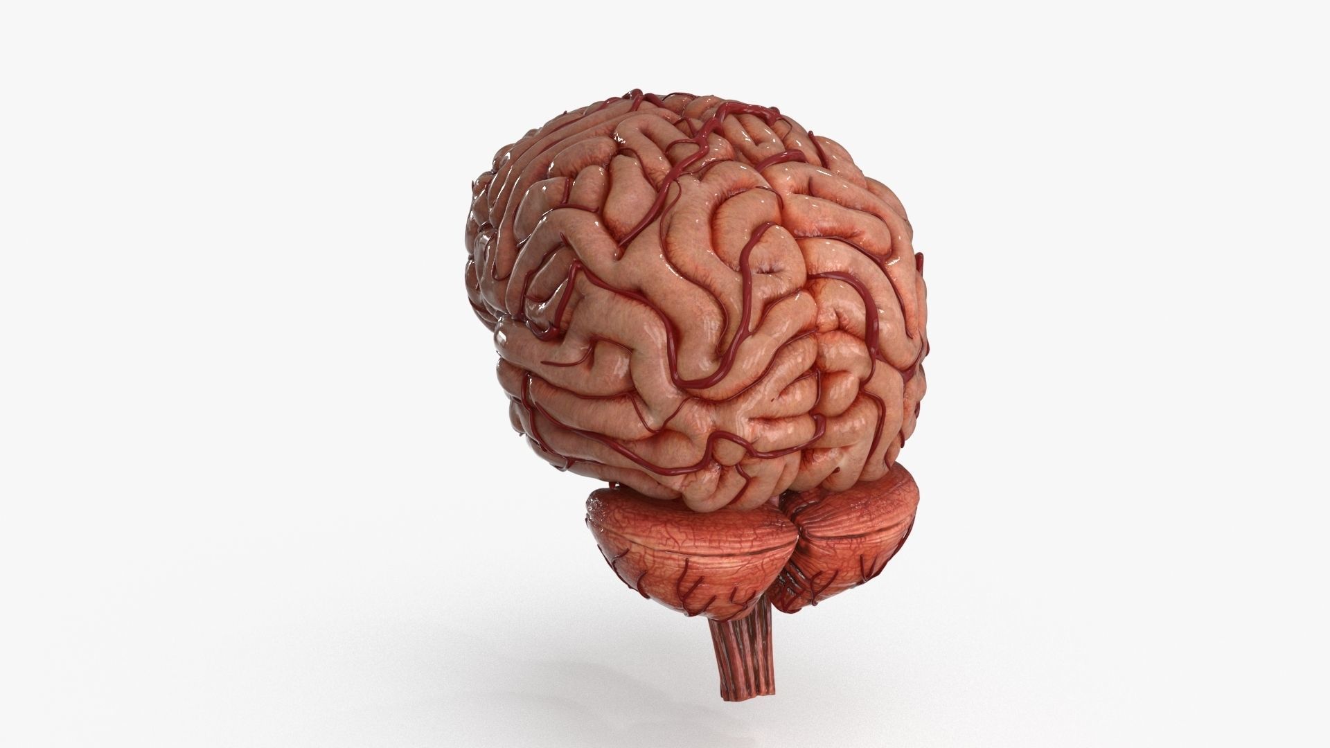 Brain Low-poly 3D model_10