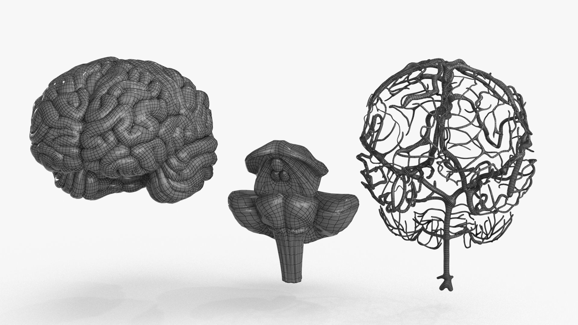 Brain Low-poly 3D model_16
