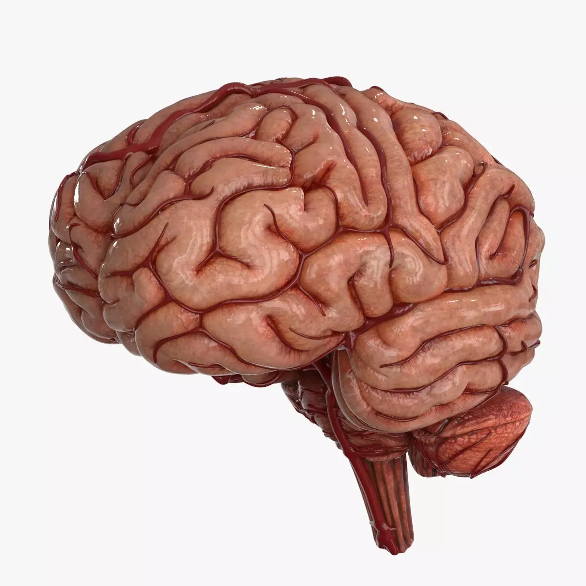 Brain Low-poly 3D model_0
