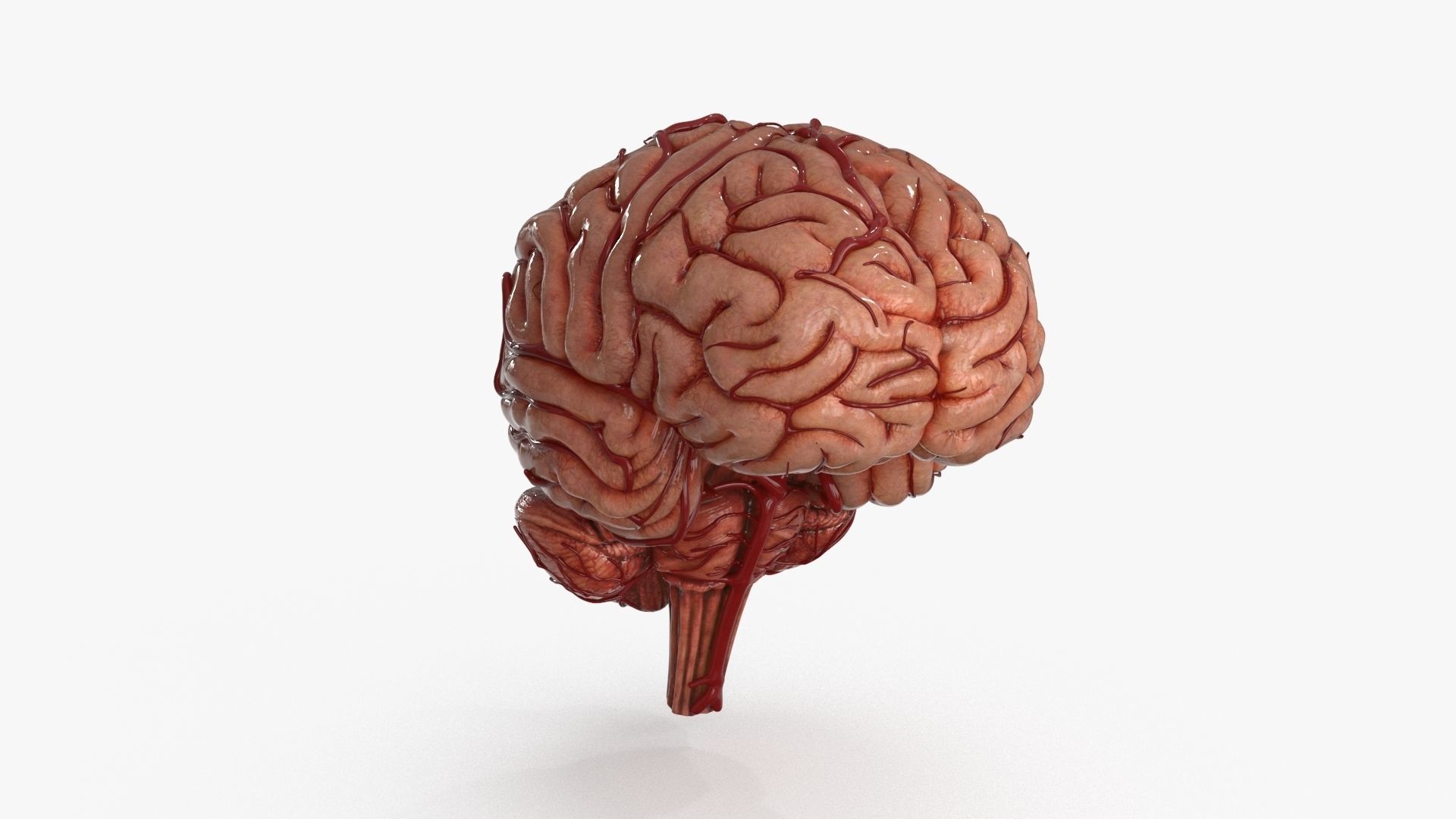 Brain Low-poly 3D model_5