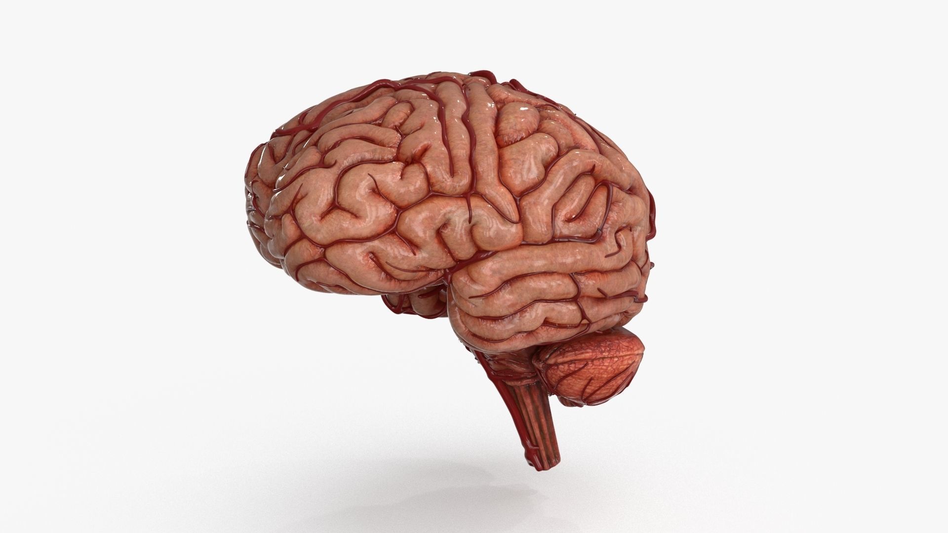 Brain Low-poly 3D model_2