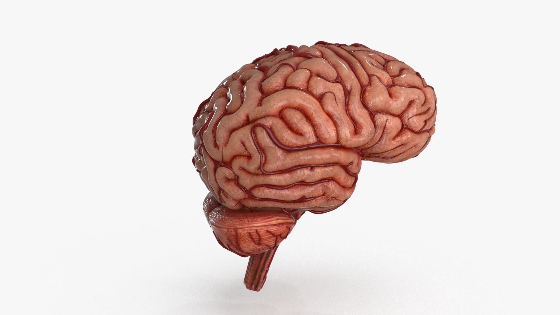 Brain Low-poly 3D model_7