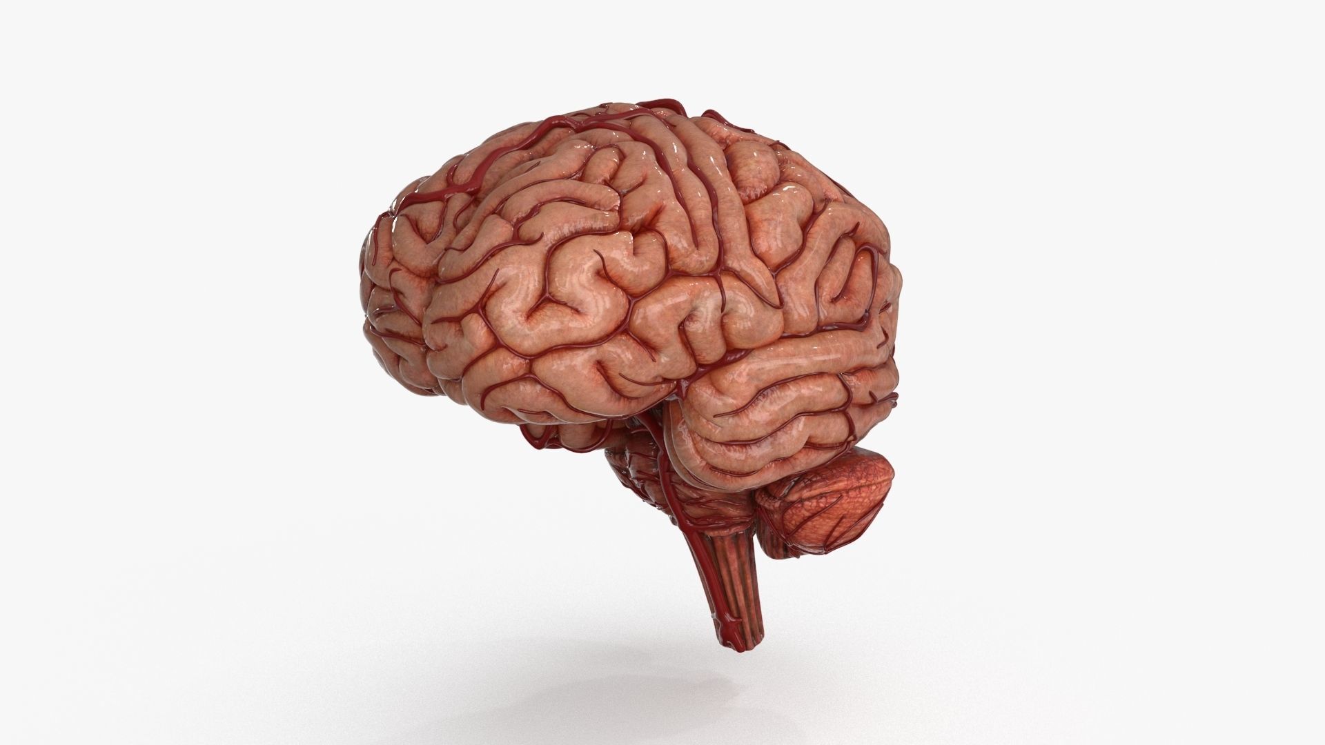 Brain Low-poly 3D model_3