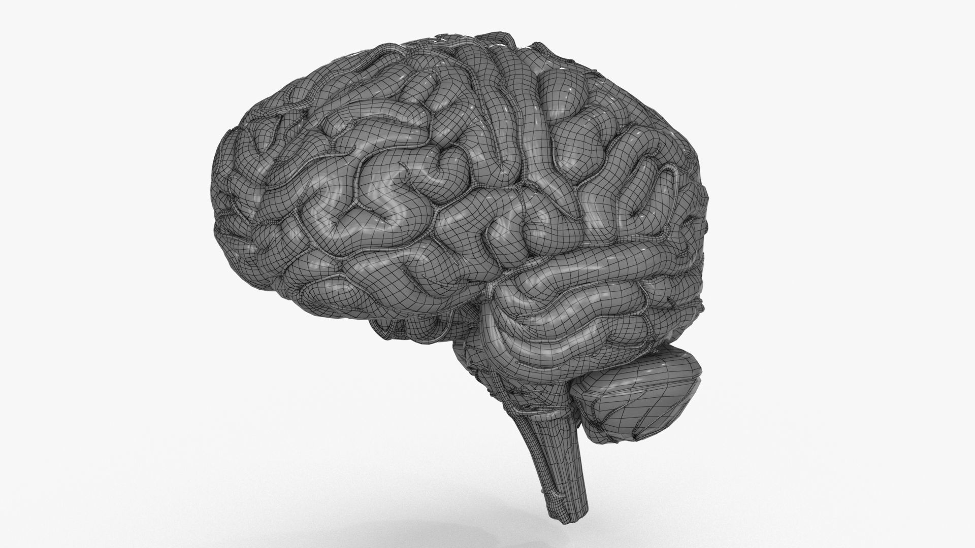Brain Low-poly 3D model_15