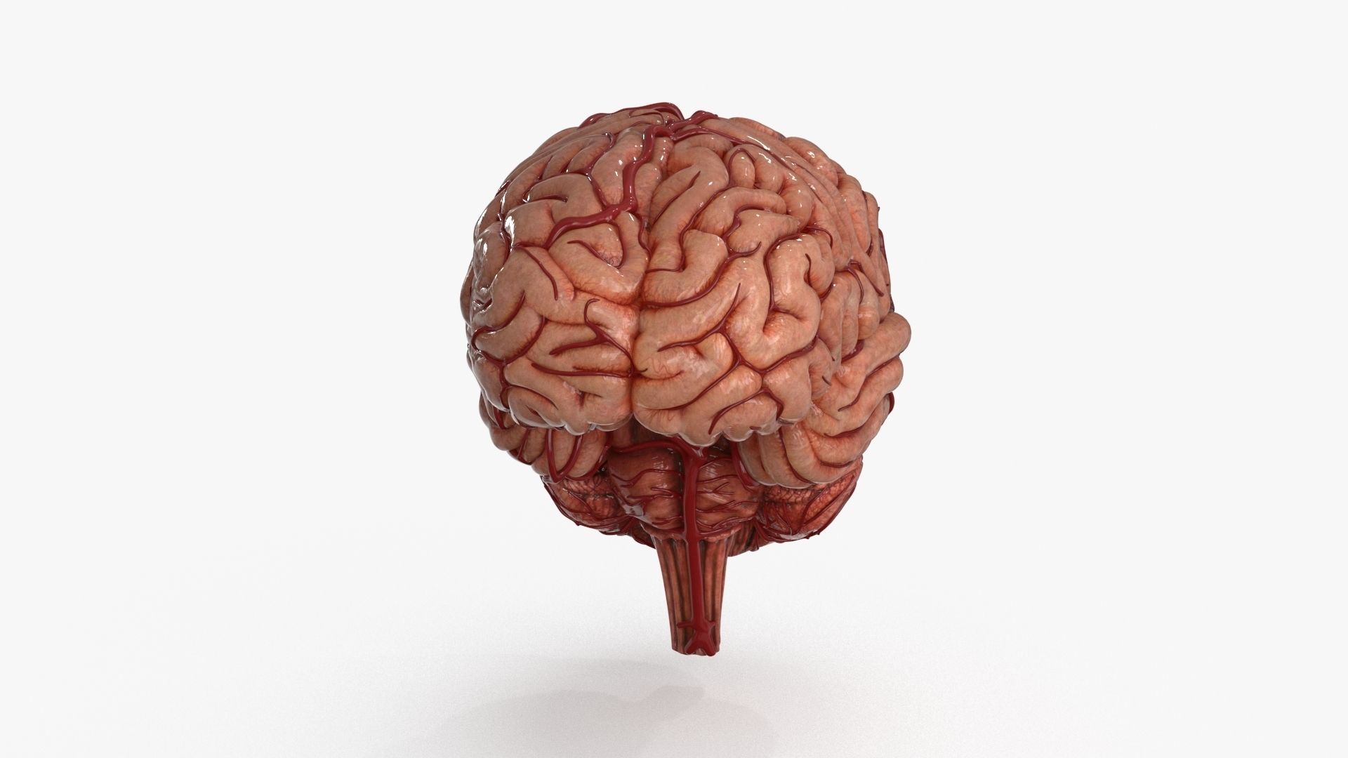 Brain Low-poly 3D model_4