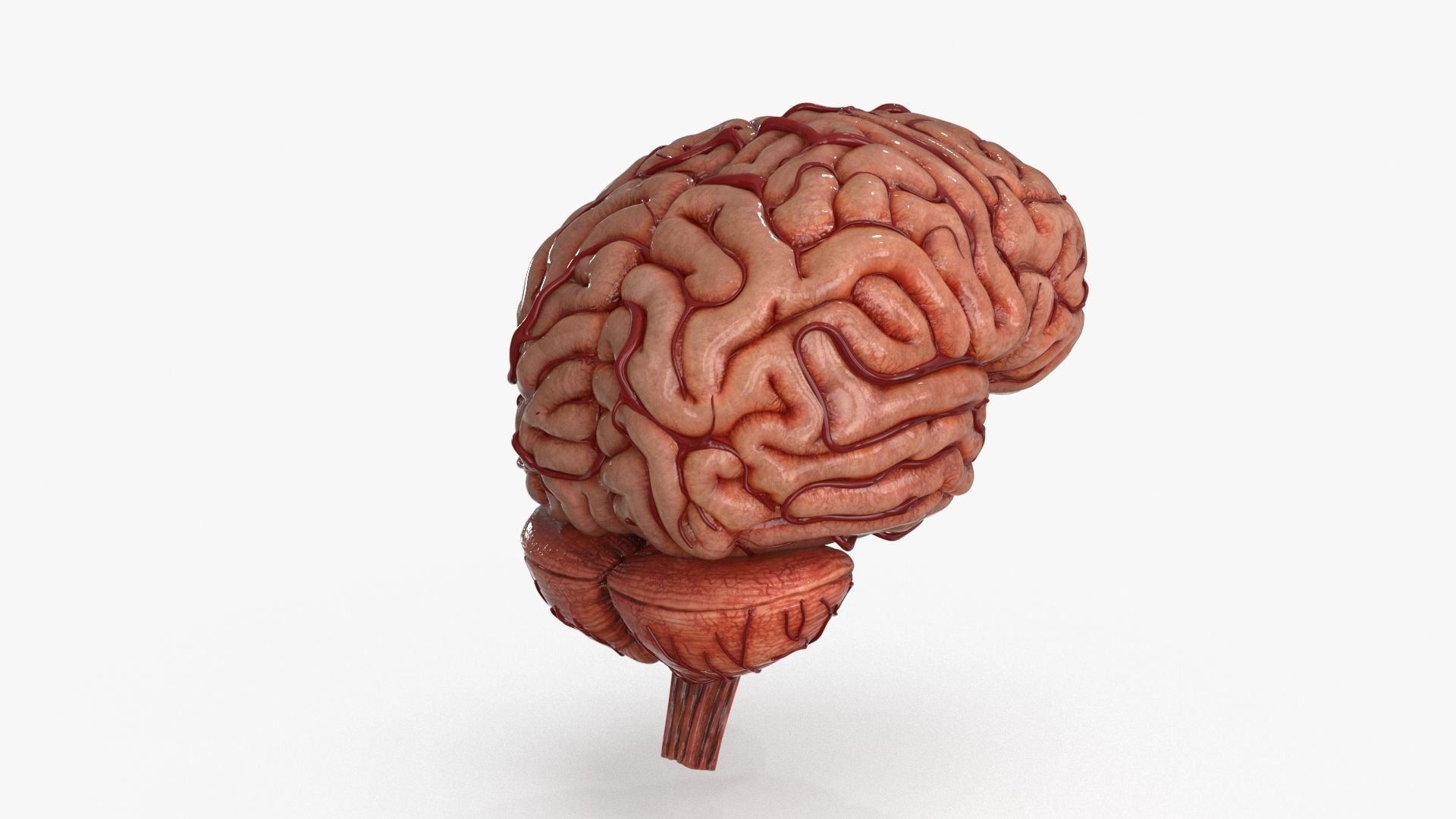 Brain Low-poly 3D model_8