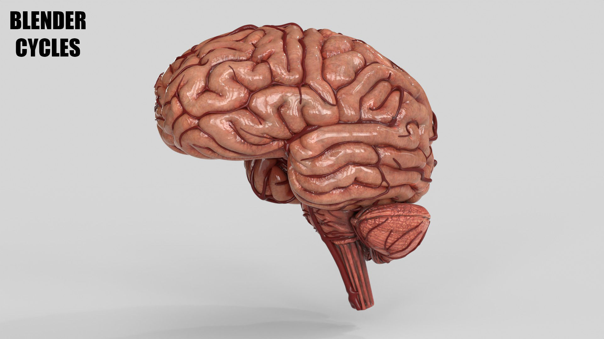 Brain Low-poly 3D model_14