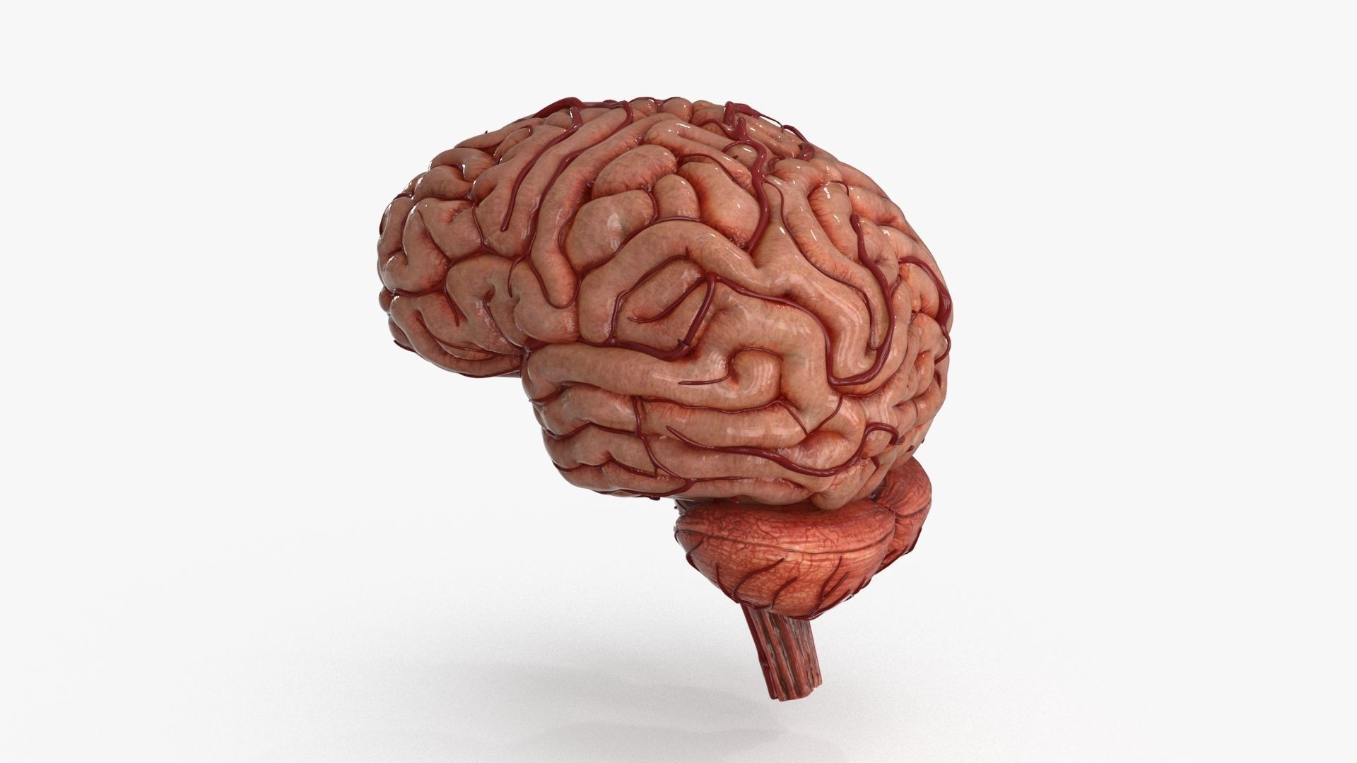 Brain Low-poly 3D model_11