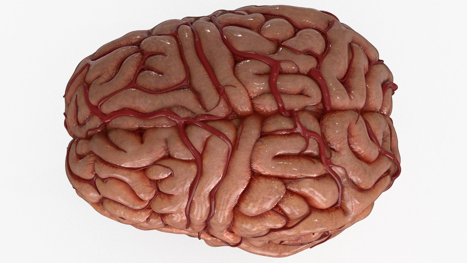 Brain Low-poly 3D model_12