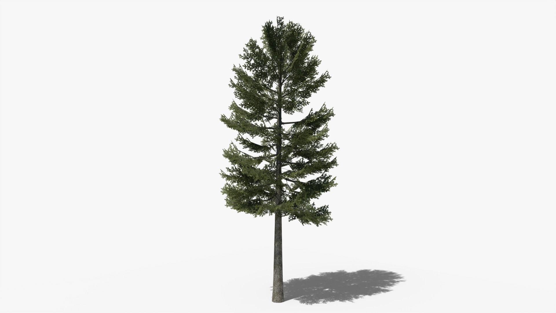 Lowpoly Pine v1 Low-poly 3D model_2